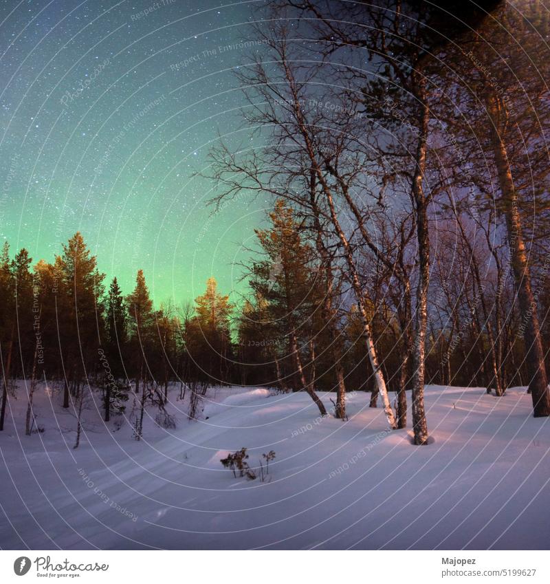 Der Nachthimmel wird von grünen Nordlichtern erhellt. Lappland Wetter Weihnachten Saison Wald im Freien abstrakt erstaunlich arktische Astronomie Aurora