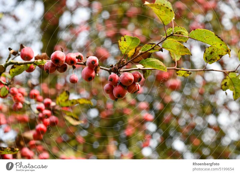 Kirschapfel- kleine dekorative rote Äpfelchen (Malus baccata) kirschapfel mini beerenapfel malus baccata obst zierobst frucht früchte garten herbst ernte park