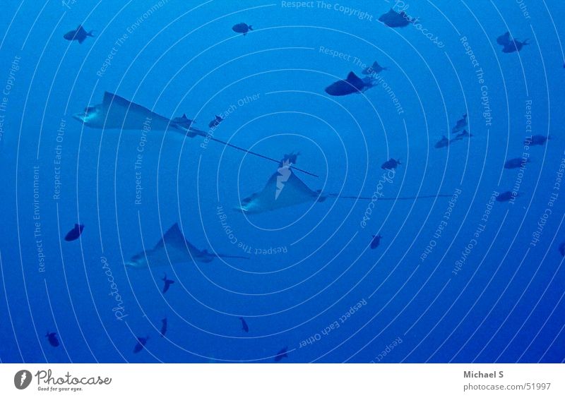Adlerrochen Adler Rochen tauchen Malediven Unterwasseraufnahme Fisch Meeresforschung Ferien & Urlaub & Reisen