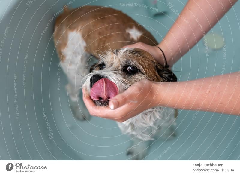 Ein kleiner Hund in einer Badewanne. Fellpflege. Haustier Tier nass Sauberkeit niedlich Terrier braun weiß Besitzer Frau Hände Waschen Glück lustig Pflege Seife