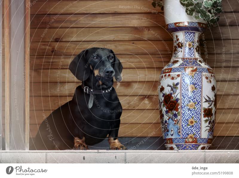 Olaf und die Vase Dackel Hund Tier Haustier niedlich Tierporträt süß Halsband Porzellanvase Ming-Vase Chinesische Vase