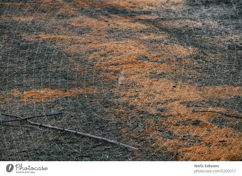 Sägemehl am Boden, Herbstwiese abstrakt Hintergrund braun Nahaufnahme Industrie Material natürlich Natur alt orange im Freien Muster Pflanze Saison Textur