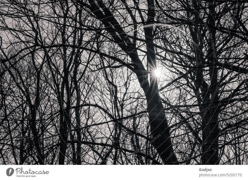 Schwarz-weiß Foto eines Sonnensterns zwischen den kahlen Ästen der Bäume Sonnenlicht Natur Baum Menschenleer Umwelt Gegenlicht Schönes Wetter Pflanze Wald