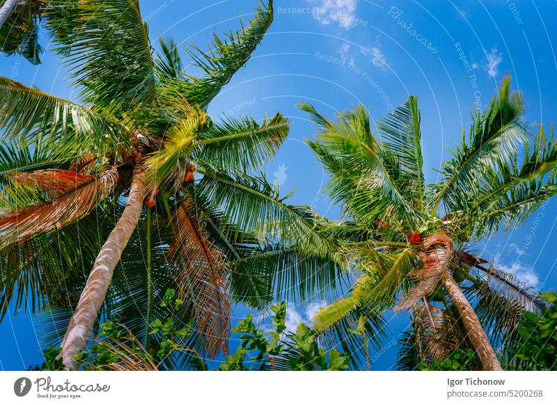 Niedriger Winkel Ansicht Kokospalme gegen blauen Himmel Baum Handfläche Kokosnuss tropisch Natur grün Blatt Pflanze Sommer Nahaufnahme frond Kofferraum Frucht