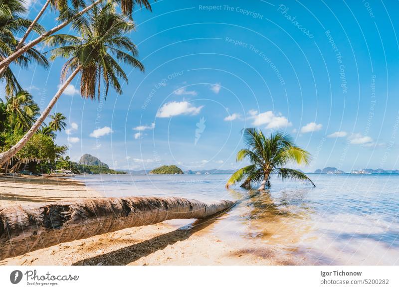 Stamm einer umgestürzten Palme liegt im Lagunenwasser am Sandstrand von Corong, El Nido, Palawan, Philippinen Strand palawan sandig Handfläche el reisen Natur