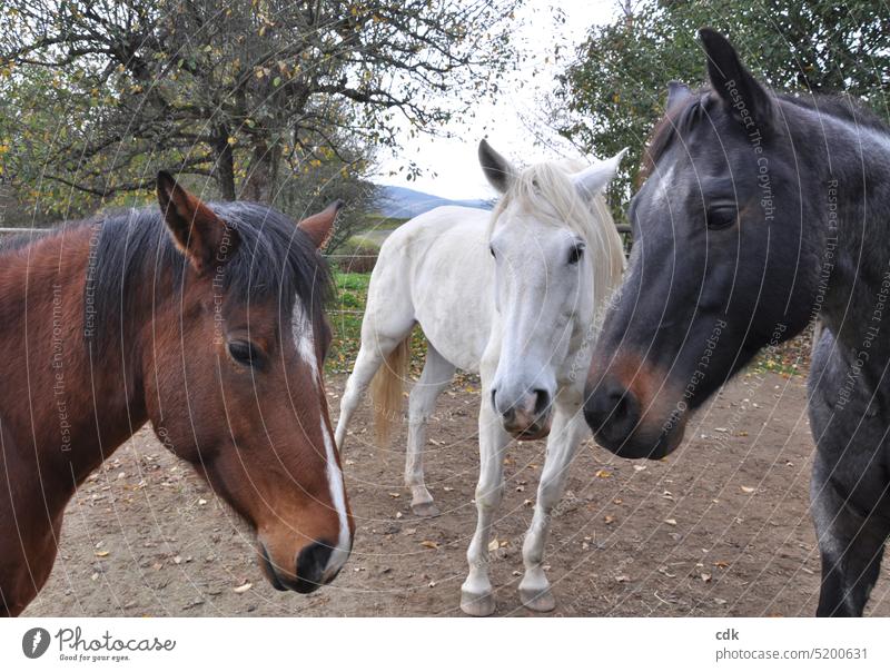 Drei Pferde auf der Koppel | vom Kontaktmachen, Annähern und Beschnuppern. Tiere drei Natur Landschaft Außenaufnahme Säugetier Freunde ländlich braun schwarz