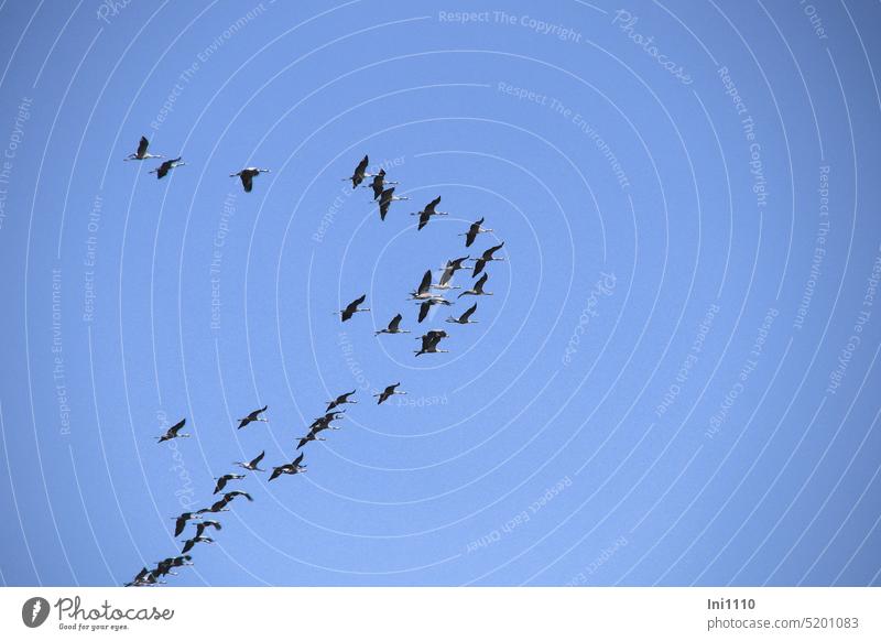 die Kraniche kehren zurück Frühlingsanfang Tiere Wildtiere Vögel Vogelschwarm Zugvögel Rückkehr zurück aus dem Süden Kraniche am Himmel Naturschauspiel