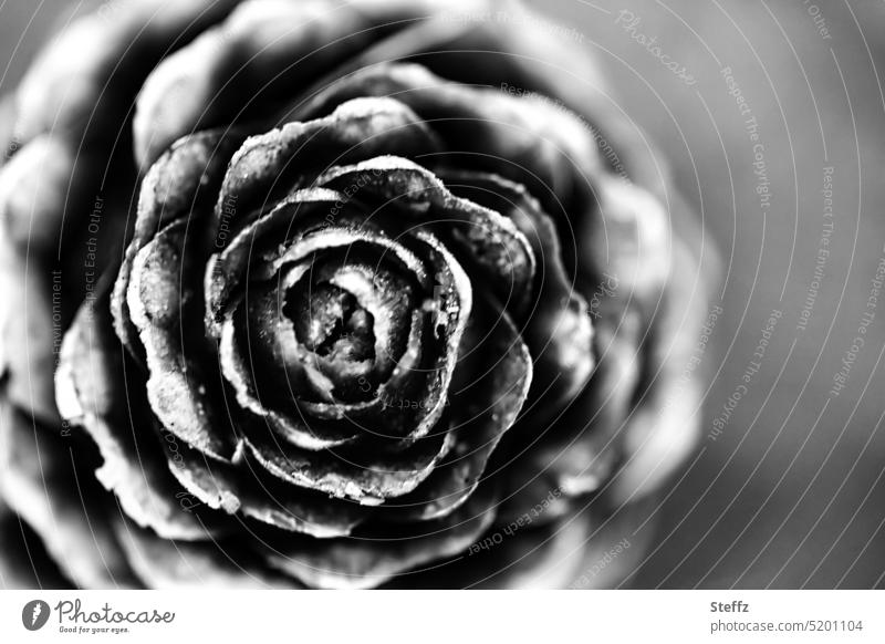 Baumzapfen in voller Blüte Zapfen zapfenförmig Bastelmaterial Natursymmetrie anders schwarzweiß verholzt Symmetrie symmetrisch spiralförmig Spirale Naturmuster