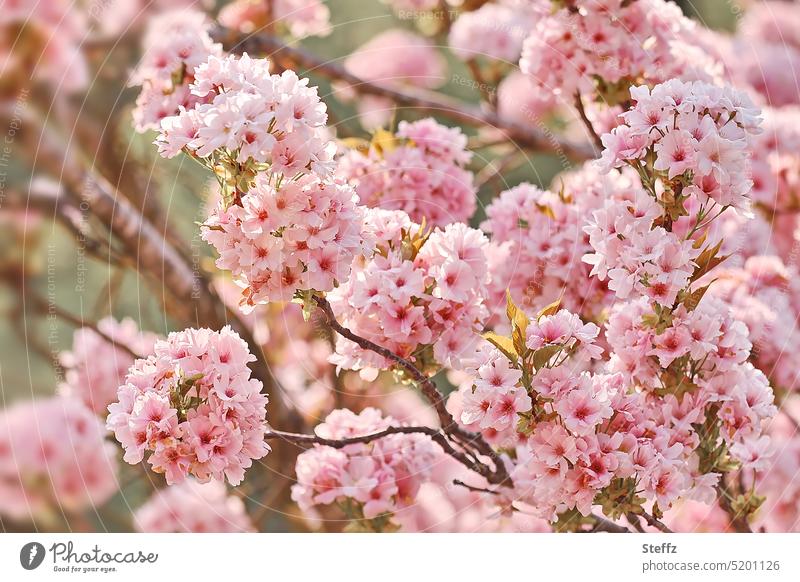 Kirschblüte in voller Pracht Zierkrische Japanische Blütenkirsche Prunus Frühlingsblüten Säulenkirsche Frühlingsgefühl Frühlingsblumen Kirschenblüten blühen