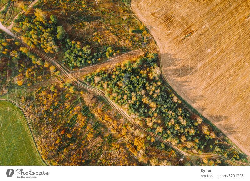 Luftaufnahme Plantage mit jungen grünen Waldgebiet in der Nähe von ländlichen Feld Landschaft. Top View of New Young Growing Forest. European Nature From High Attitude In Autumn Season