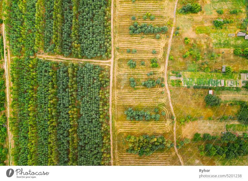 Luftaufnahme Grüner Wald Abholzung Bereich Landschaft. Top View of New Young Growing Forest. European Nature From High Attitude In Summer Season Schonung
