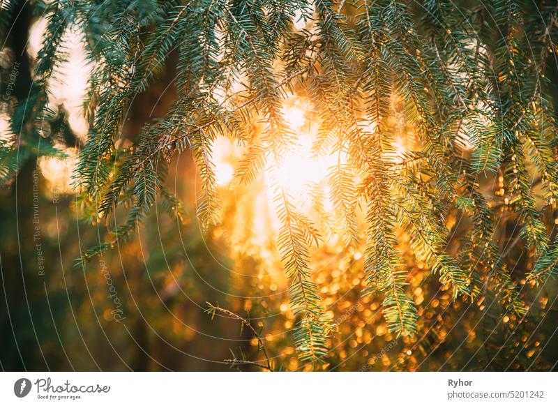 Schöner Sonnenuntergang Sonnenaufgang im sonnigen Herbst Sommer Pinienwald. Sonnenschein durch Wälder. Close Up von Kiefer Zweige mit Nadeln Fichte Sonnenlicht