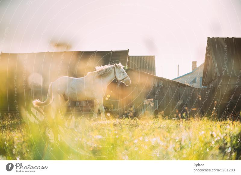 Weißes Pferd grasen auf der Weide in der Nähe von alten Haus Hof in sonnigen Morgen. Pferd ruht im frischen grünen Gras. Morgen Sonnenlicht Dorf Sonnenaufgang