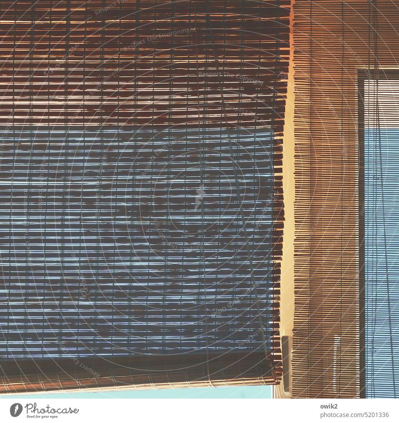Zuzug Bambusrollo Detailaufnahme Farbfoto Jalousie Fenster Totale Lamellenjalousie Strukturen & Formen Rollo Muster Sichtschutz durchscheinend Sonnenlicht