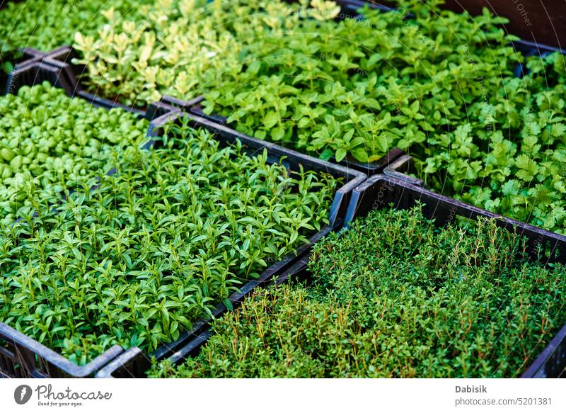 Grüne Setzlinge im Topf zum Verkauf auf dem Bauernmarkt. Keimling Sale frisch grün Landwirtschaft organisch Lebensmittel Frühling Gartenarbeit Blatt kaufen