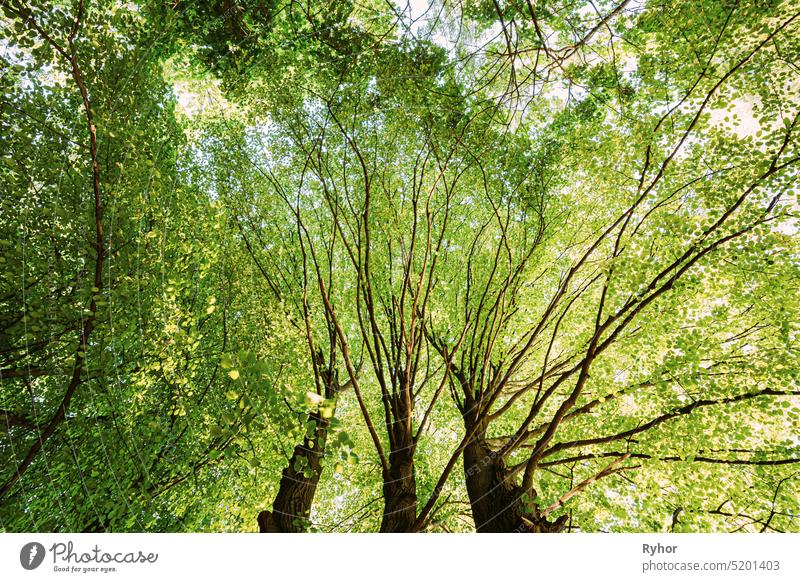 Sommergrünes Blätterdach von hohen Bäumen. Laubwald, Sommer Natur im sonnigen Tag. Obere Zweige des Baumes mit frischem grünen Laub. Low Angle View. Hintergrund.