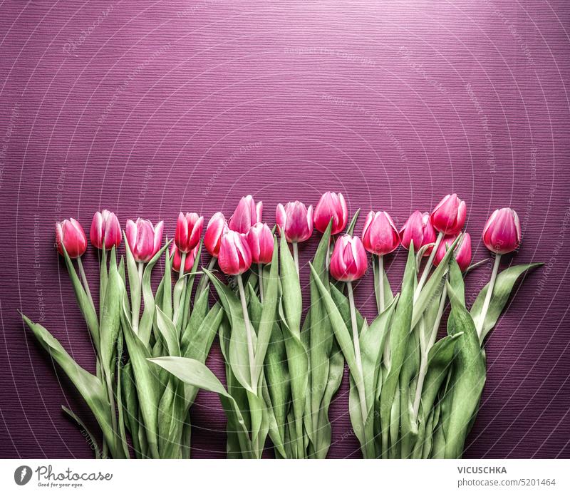 Floral Frühling Hintergrund mit schönen rosa Tulpen, Grenze Borte geblümt Schönheit Blumenstrauß grün Blatt Muttertag natürlich Natur Overhead Frauentag