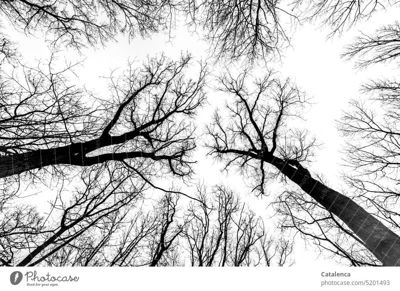 Winter ade Natur Flora Baum Zweige Himmel Froschperspektive Himmelkalt Jahreszeit Äste kahle Äste Wald Zweige u. Äste Pflanze Umwelt Ast Wandel & Veränderung