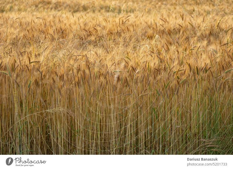 Triticale-Getreidefeld, Blick auf Stängel und Ähren ohne Himmel Pflanze Ernte Korn Ackerbau Wachstum Ohr ländlich Weizen Müsli Feld Bauernhof Lebensmittel