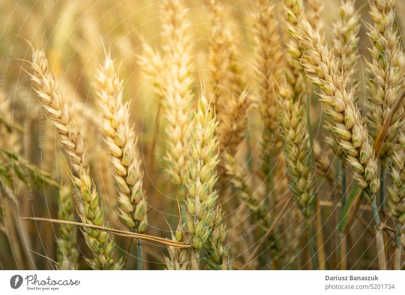 Nahaufnahme von Weizenähren, die von der Sonne angestrahlt werden gold Ackerbau Korn Ernte Feld Natur Stroh Sommer Wachstum Ohr Vorbau landwirtschaftlich Müsli