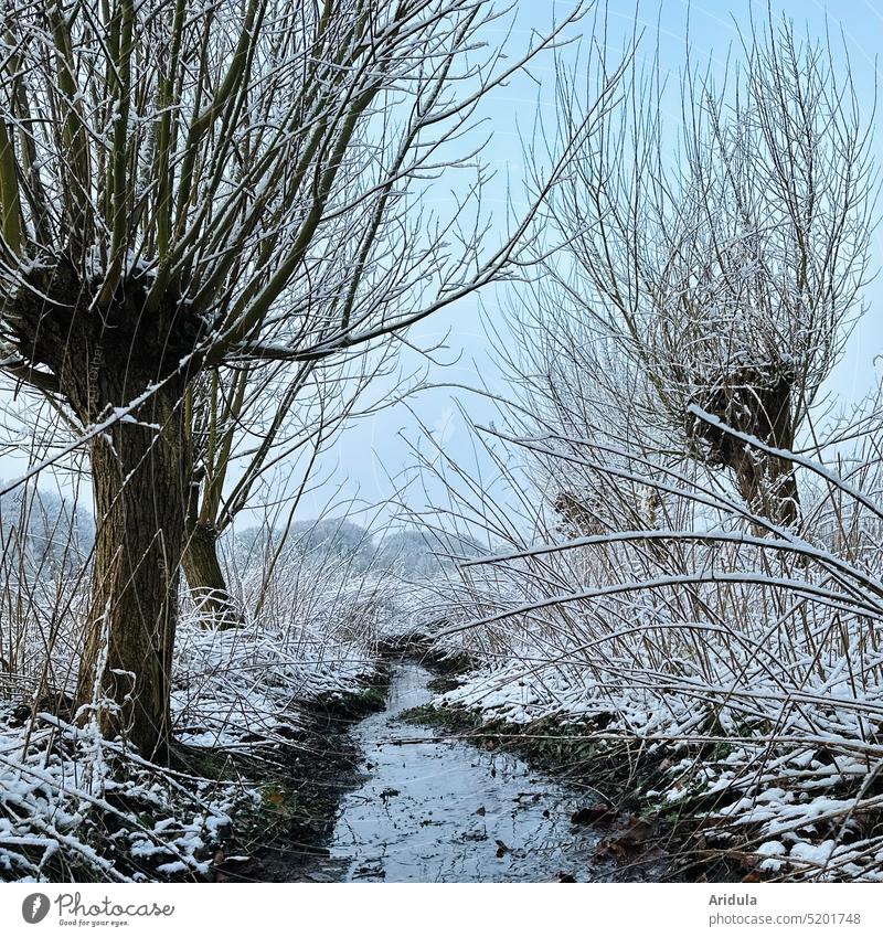 Weiden im Winter am Bächlein Bach Schnee blau Himmel Baum kalt Landschaft weiß Wasser ruhig Frost Natur Eis