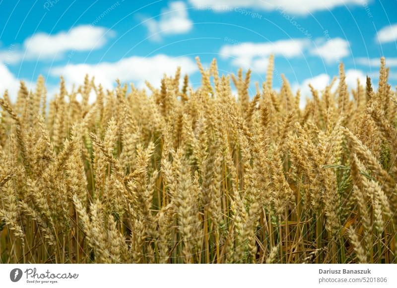 Ähren aus Weizen und weiße Wolken am Himmel Ohr Feld Cloud Ernte Müsli Ackerbau Sommer Bauernhof gold Korn ländlich blau Natur Pflanze reif gelb Brot Landschaft
