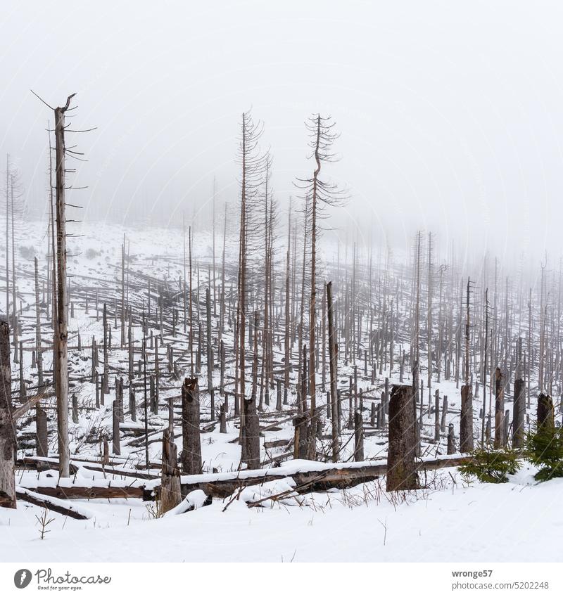 Schnee von gestern Winterlandschaft Winterwald Winterstimmung Schneelandschaft Wintertag Harzwald Wald Außenaufnahme Natur kalt Nebelstimmung Nebelschleier