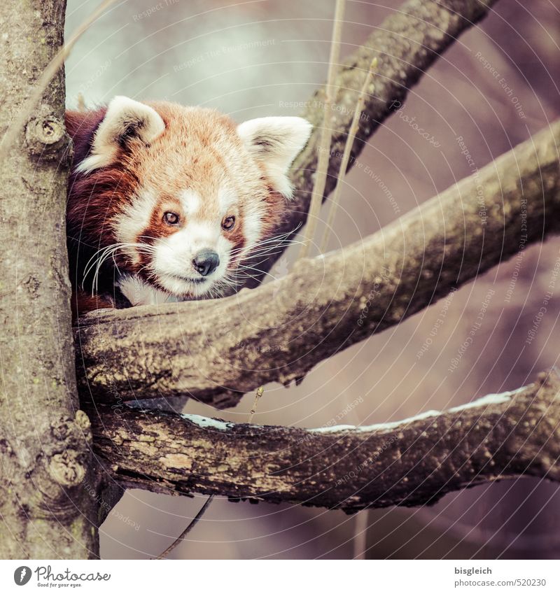 Roter Panda Zoo Tier Wildtier 1 Blick warten Neugier braun achtsam Wachsamkeit Angst Farbfoto Außenaufnahme Menschenleer Tag Tierporträt