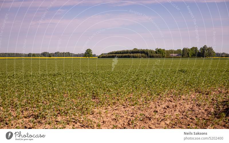 Landwirtschaftliches Feld, grüne Feldfrüchte, blauer Himmel, weites Feld landwirtschaftliche Fläche Ackerbau Hintergrund Blauer Himmel Landschaft Ernte Umwelt