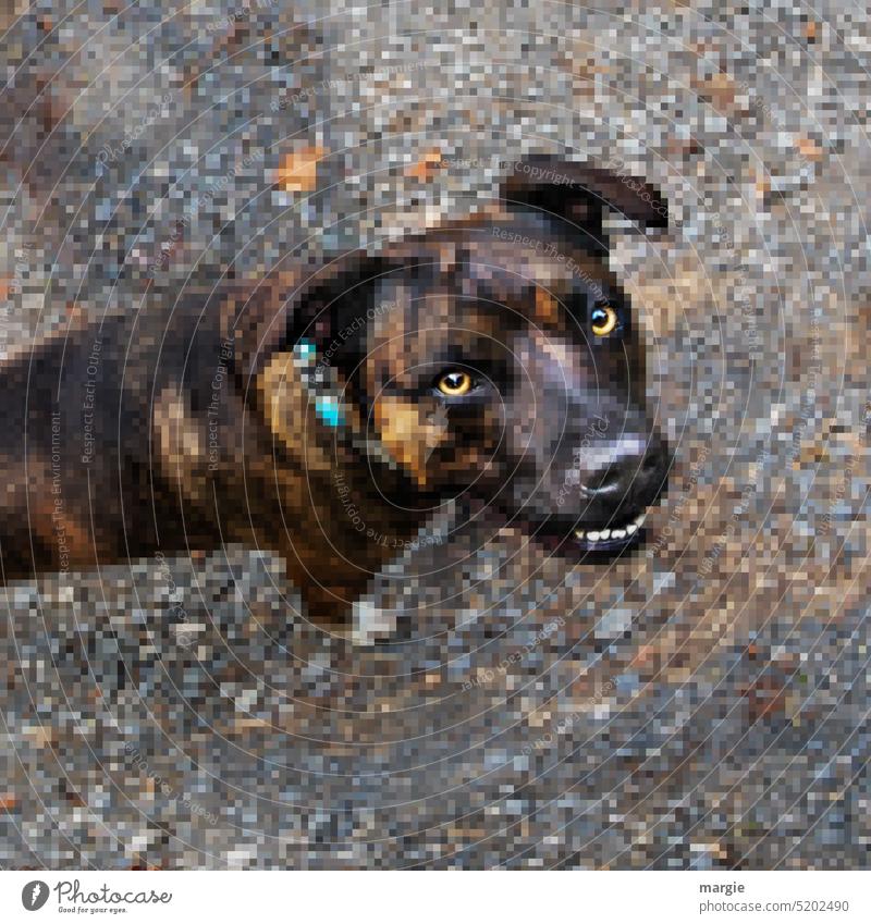Smiley: Kampfhund verpixelt Hund Tier Tierporträt Haustier bissig Zähne Zähne zeigen Schnauze Außenaufnahme Gebiss Tiergesicht Maul Hundeschnauze Hundekopf