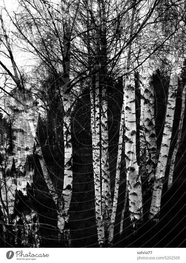 Birkenwald Birkenrinde Birkenstämme Moor Bäume Natur Baum Schwarzweißfoto Kontrast Baumstamm Landschaft Menschenleer Strukturen & Formen Pflanze Baumrinde