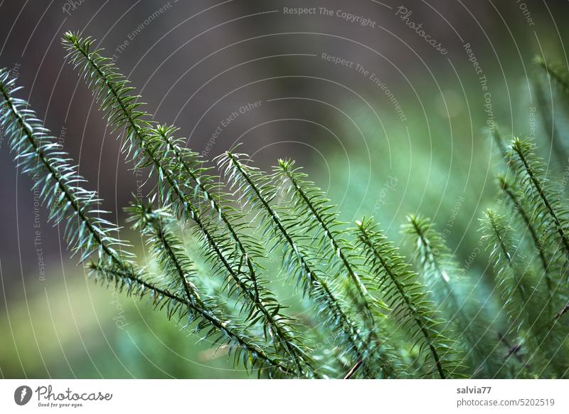 Im Bärlappwald Lycopodium annotinum Wald-Bärlapp Natur grün Pflanze Heilpflanze Blatt Nahaufnahme Wachstum Wildpflanze sprossender Bärlapp