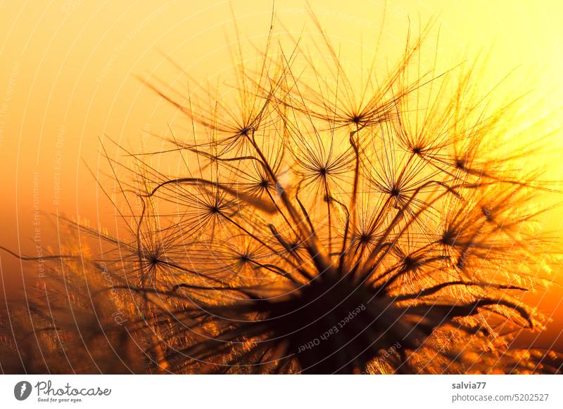 Pusteblumenzauber in der Abendsonne Samenstand Sonnenuntergang Makroaufnahme zart Gegenlichtaufnahme Pflanze Leichtigkeit filigran verblüht Natur weich