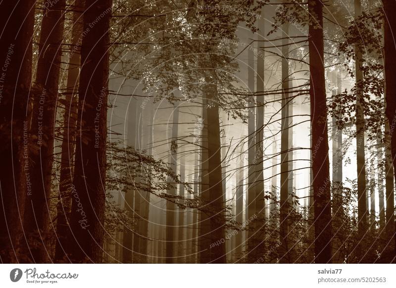 Ein Morgen im Wald Baumstämme Bäume Hochwald Nebel Licht Natur Menschenleer Nutzholz Landschaft Forst Umwelt mystisch Pflanze Baumstamm Holz Forstwirtschaft
