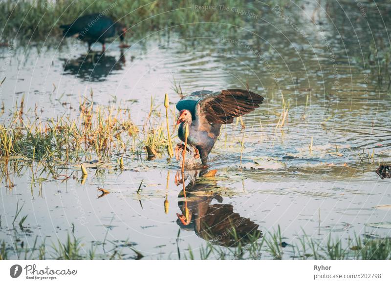 Goa, Indien. Zwei Graukopf-Sumpfhuhnvögel am Morgen auf Nahrungssuche im Sumpf. Porphyrio Poliocephalus Tier Asien schön Vogel Moor Osten Fauna füttern
