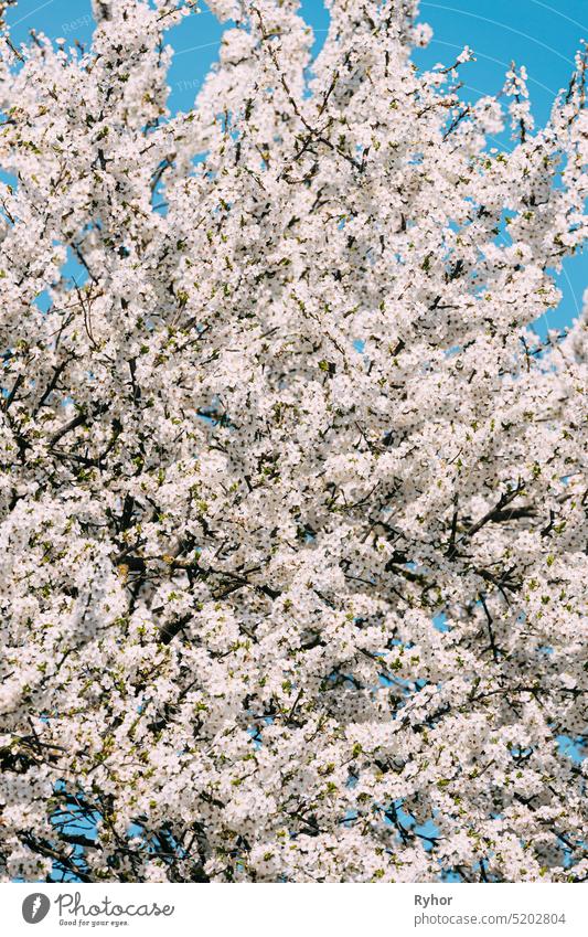 Weiße junge Frühlingsblumen von Prunus subg. Cerasus, die in einem Zweig eines Baumes wachsen. Gemüsegarten Blüte Garten Kirsche Blume Blütezeit prunus Ackerbau