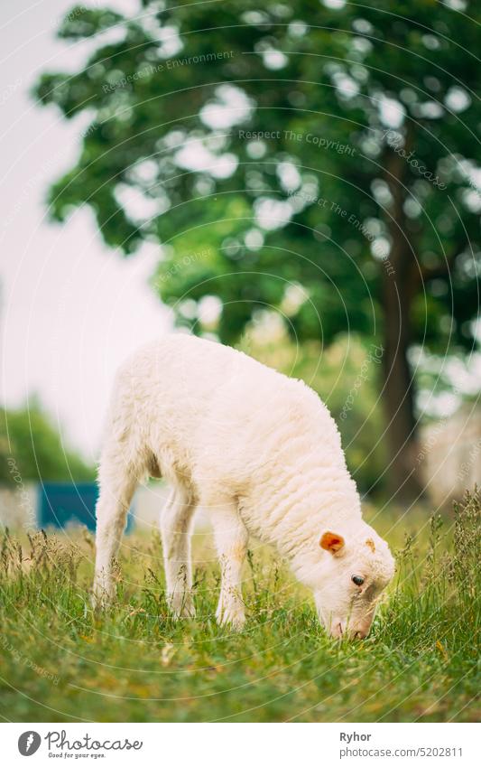 Kleine Hausschafe Lamm Weidefütterung auf der Weide. Schafhaltung klein Ackerbau Tier Tierjunges schön züchten Land Landschaft niedlich heimisch Bauernhof