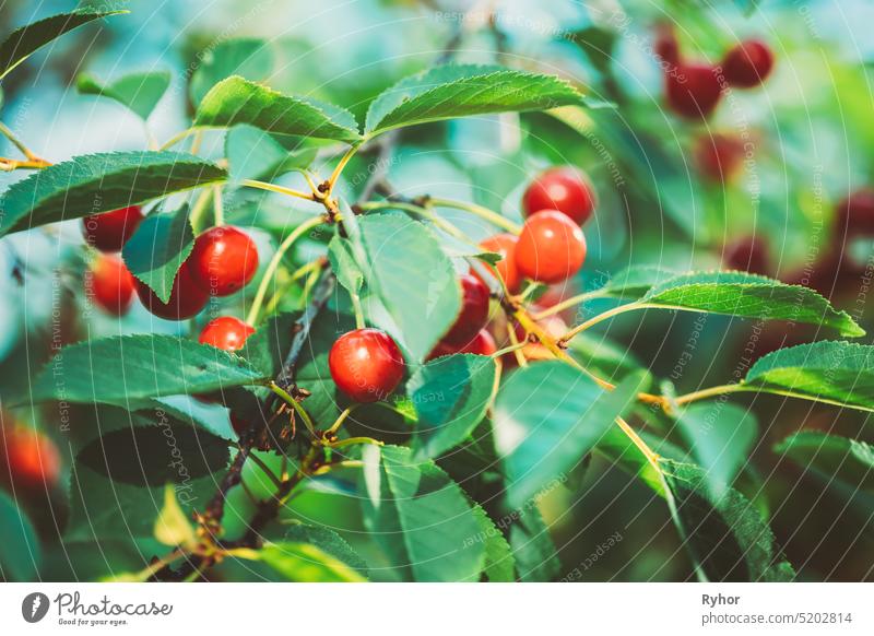 Rote reife Kirsche Beeren Prunus subg. Cerasus auf Baum Im Sommer Gemüsegarten prunus Ackerbau schön Schönheit botanisch Botanik Ast schließen Nahaufnahme