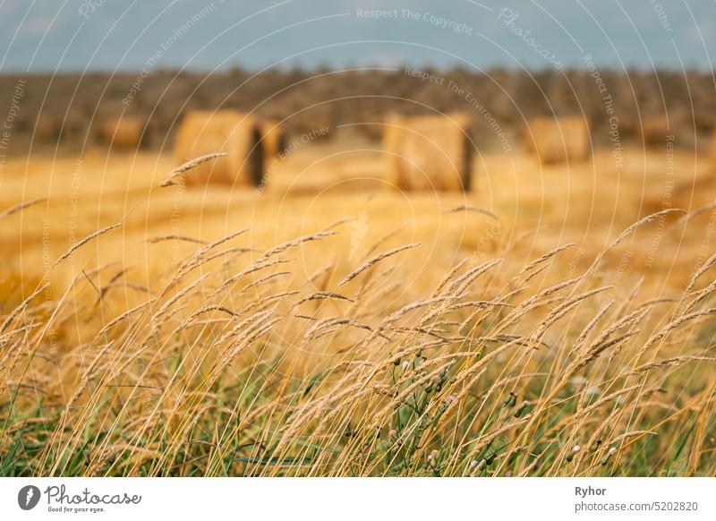 Gras und Sommerheuröllchen im Strohfeld Landschaft. Heuhaufen, Heurolle trocknen landwirtschaftlich Ackerbau Ballen schön Textfreiraum Umwelt Feld Heugarben