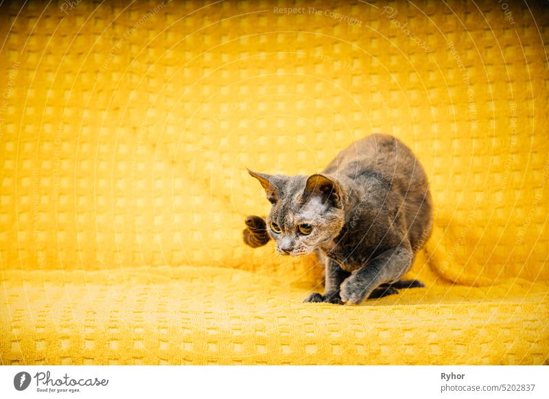 Neugierige junge erwachsene grau-graue Devon Rex Katze. Kurzhaarige Katze der englischen Rasse auf gelbem kariertem Hintergrund. Kurzhaar-Haustier Katze jagen