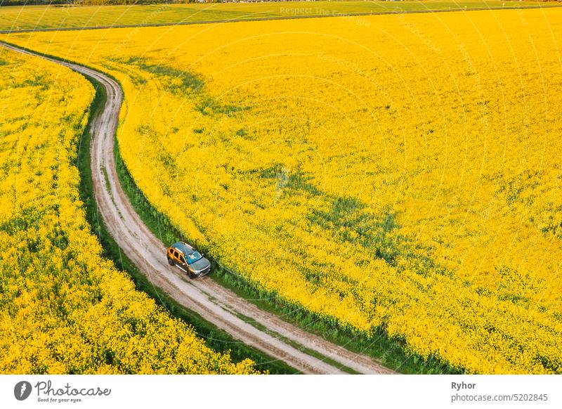 Luftaufnahme von Auto SUV geparkt in der Nähe der Landschaft Straße im Frühjahr Feld ländliche Landschaft. Blühende blühende Raps, Ölsaat im Feld Wiese im Frühjahr Saison. Blossom Of Canola Gelbe Blumen