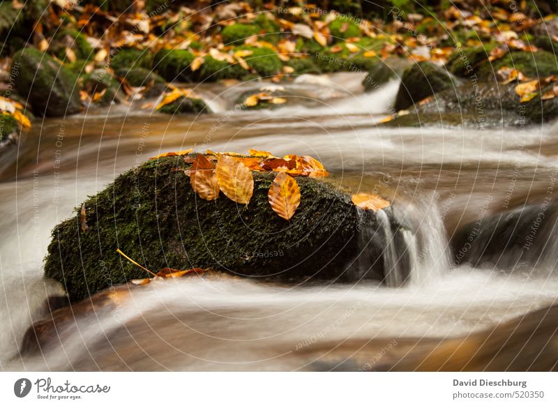 Fliessender Übergang Natur Pflanze Tier Wasser Herbst Winter Schönes Wetter Blatt Wellen Küste Flussufer Wasserfall braun gelb orange schwarz weiß Herbstlaub