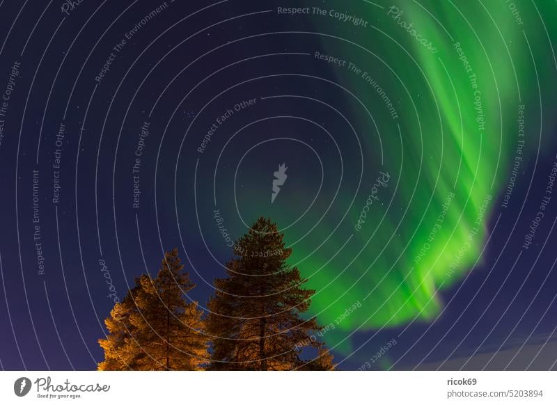 Polarlicht über Bäume im Winter in Kuusamo, Finnland Baum Nordlicht Aurora borealis Natur Wald Idylle Nordösterbotten Koillismaa Lappland kalt Frost gefroren