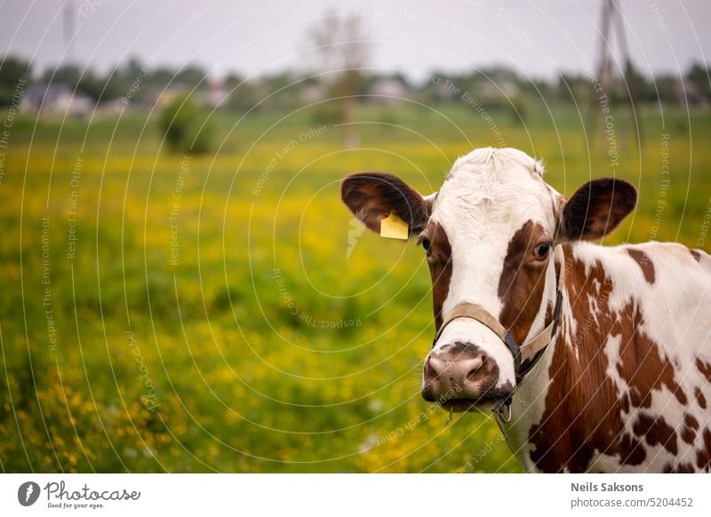 Kuh beim Grasen auf der Wiese. Selektiver Fokus auf das Kuhporträt Ackerbau Tier Hintergrund Rindfleisch bovin Zucht Wade Landschaft Molkerei Gesicht Bauernhof