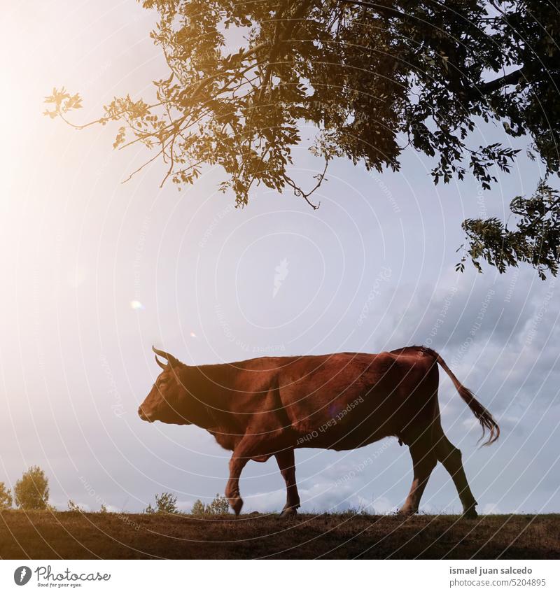 weidende Kuh auf dem Land braun Braune Kuh Hörner Porträt Tier Weide Weidenutzung wild Kopf Tierwelt Natur niedlich Schönheit wildes Leben ländlich Wiese