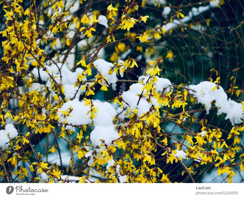 Frühlingserwachen - Wechsel der Jahreszeiten Winter Frühlingsanfang Frühblüher gelb Farbe Schnee Frühlingszeit Frühlingsgefühle Klima Klimawandel Blume schneien