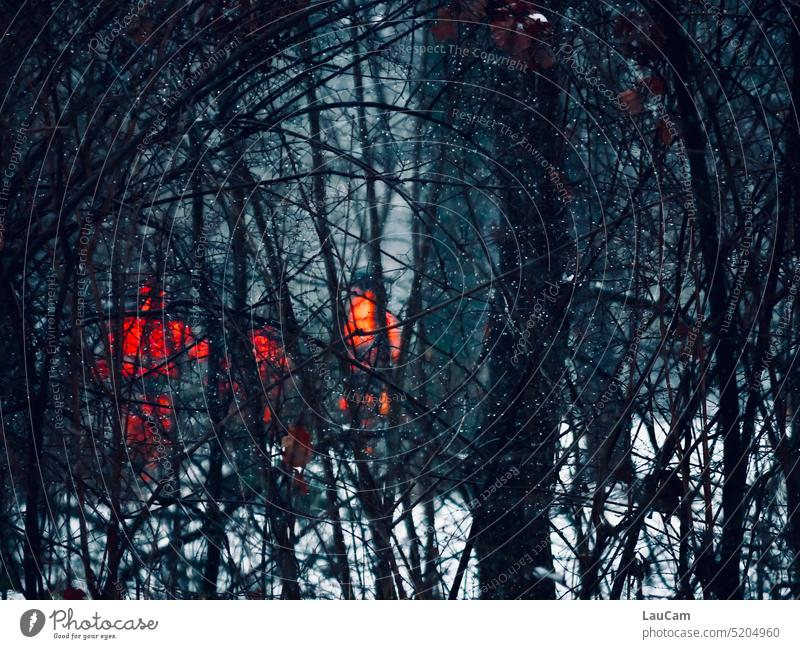 Drei Männer in orange - Waldarbeit im Winter Büsche Gebüsch Waldarbeiter Schutzkleidung Schnee versteckt dichtes Gebüsch verdeckt Bäume dunkel kalt