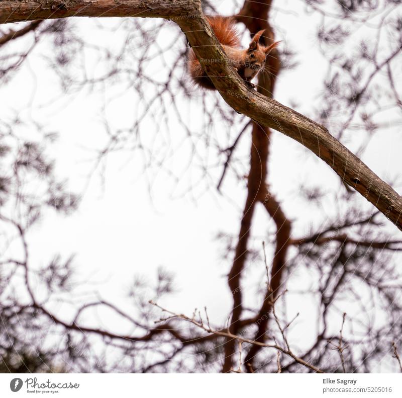 Blick von oben , neugieriges  Eichhörnchen beobachtet ..... Tier Natur niedlich Baum Fell braun Außenaufnahme Ast Sciurus vulgaris Tiergesicht Kopf Ohr