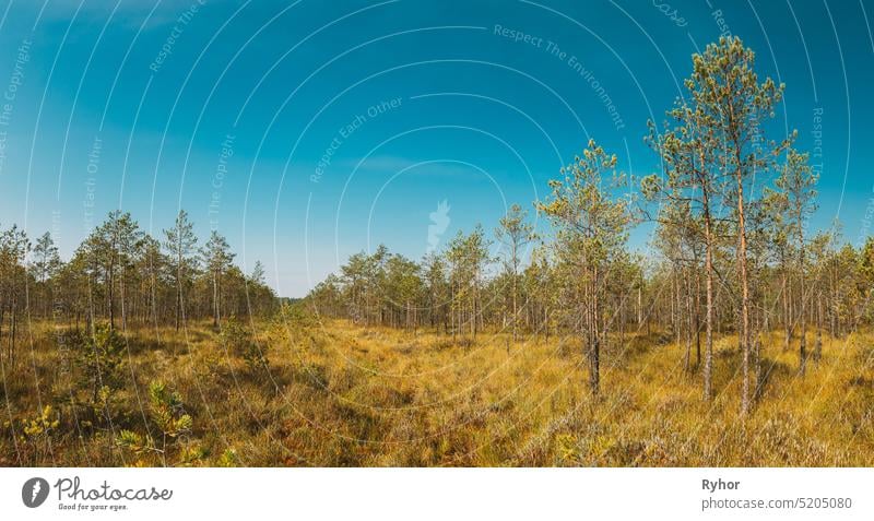 Kiefer wächst im Sumpf. Natur von Belarus im Freien Waldgebiet Biosphäre Landschaft schön Reserve Biosphärenreservat Berezinsky alt Himmel Feuchtgebiet reisen