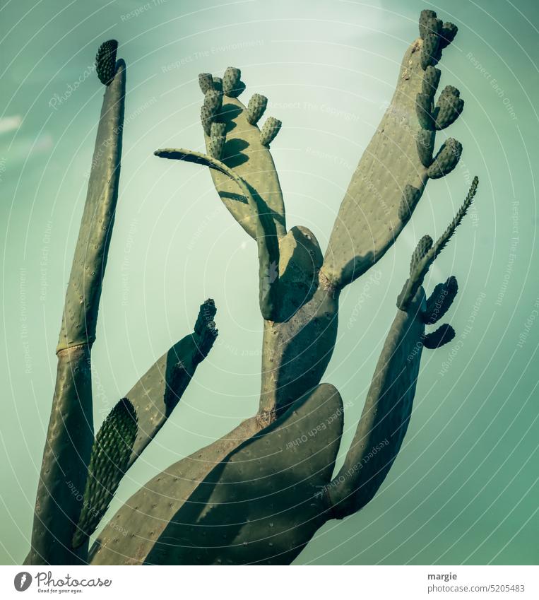 Kakteen grün Botanik Natur Pflanze Detailaufnahme Wachstum tropisch Stachel Kaktus botanisch Israel Umwelt exotisch Nahaufnahme stachelig Gliederkaktus Himmel